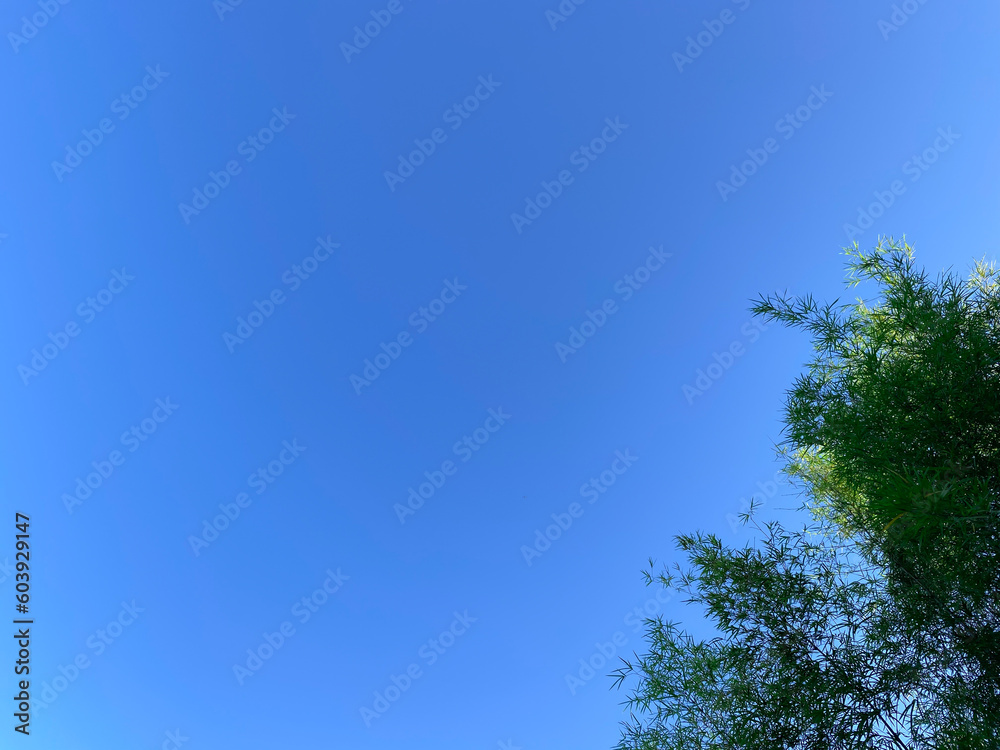 Green bamboo leaves with bright blue sky space background Green bamboo leaves with bright blue sky space background