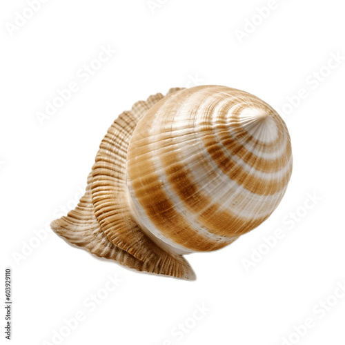 Transparent Background Close-Up of Seashell. AI