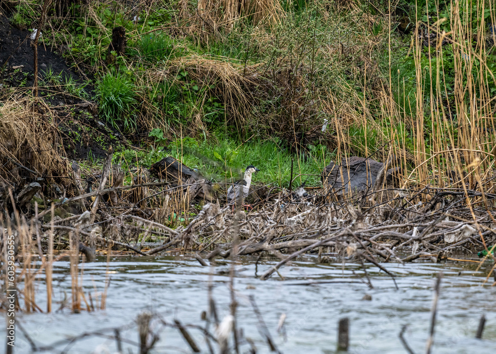 Obraz premium gray heron hunting in the reeds in the early spring morning
