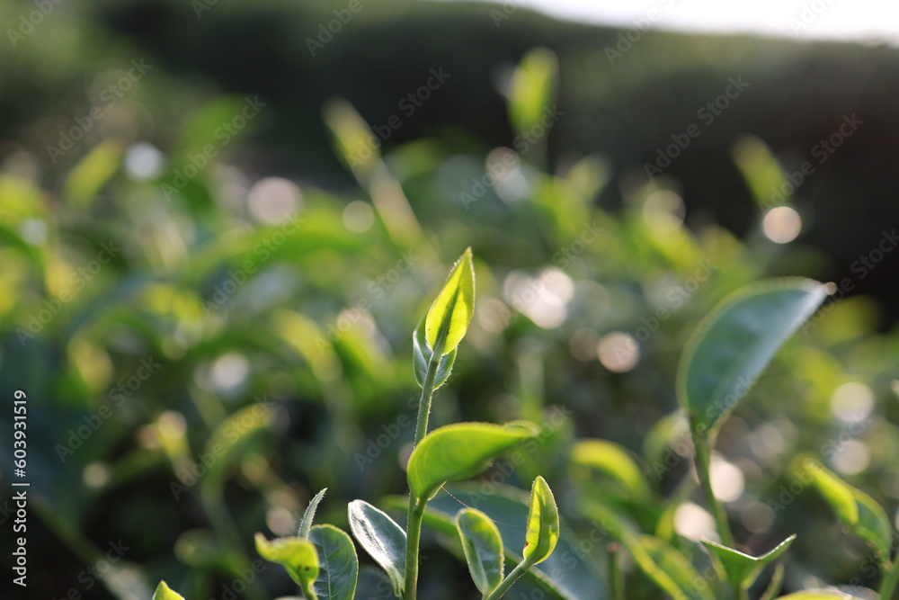 Obraz premium Green tea leaves in a tea plantation Closeup, Top of Green tea leaf in the morning