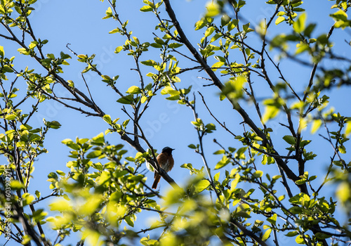 a beautiful bird sings merrily on a flowering tree against the blue sky