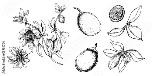 Set of passion flower plant, maracuja illustration isolated on white. Tropical plant, stem and fruit vector hand drawn. Design element for wrapping, packaging, label, herbal tea, ice-cream, tableware