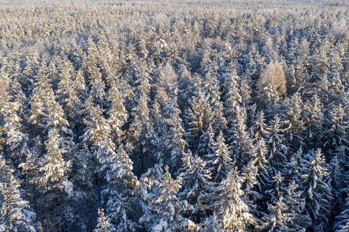 Wallpaper Mural Beautiful winter drone aerial landscape photo - snowy frozen trees on sunset time, Poland, Suwalszczyzna Torontodigital.ca