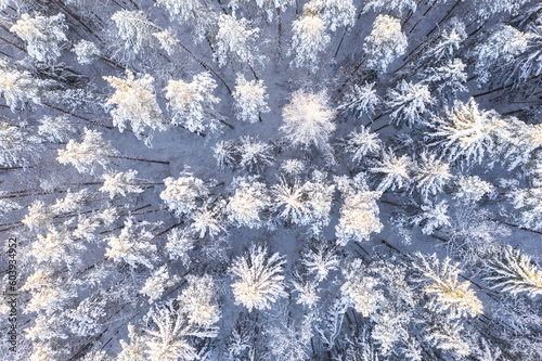 Wallpaper Mural Beautiful winter drone aerial landscape photo - snowy frozen trees top down view on sunset time, Poland, Suwalszczyzna Torontodigital.ca