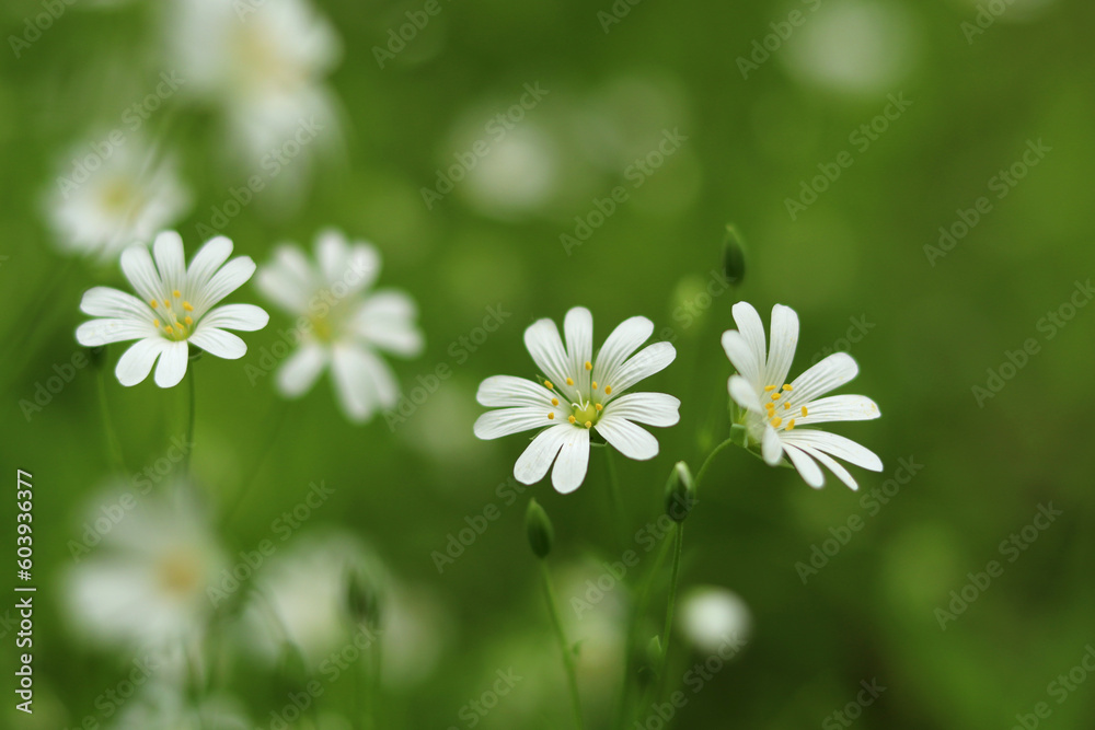 White wild daisies bloom in a forest clearing. White wild daisies bloom in a forest clearing.