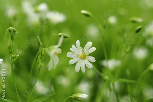 A wild white daisy blooms in an oak forest.