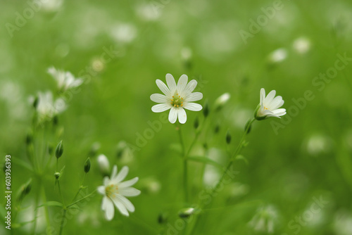 Small forest daisies bloom on a green lawn.