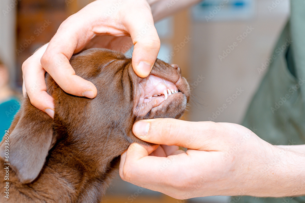 The Vet Checking puppy labrador cub teeth close up.Dog dental theme.