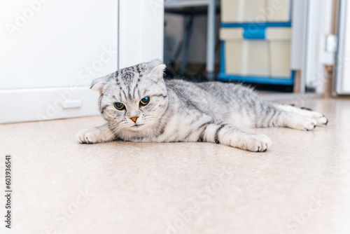 A cat lying down on the floor at veterinarian office.The Scottish breed cat is waiting for the operation to start, he is under anesthesia.Copy space.