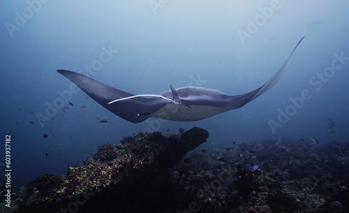 A Manta Ray  fish swims over ocean floor and corals - back side view