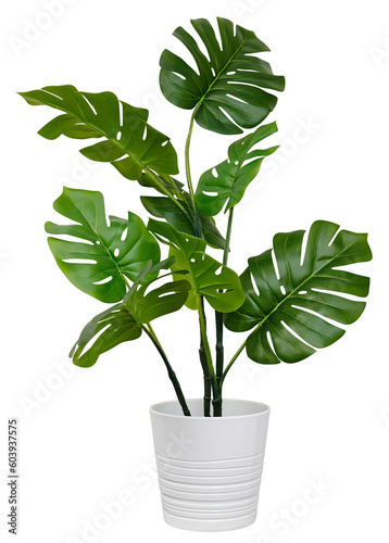 Monstera in a pot isolated. Monstera bush on a white background. photo