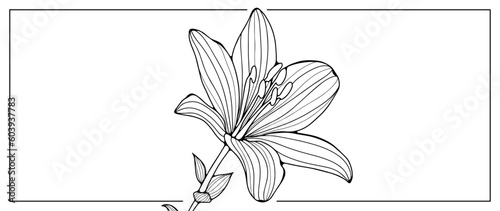 Black and white floral illustration with lush lily flower. Illustration for coloring books, decor, covers, backgrounds, postcards and presentations