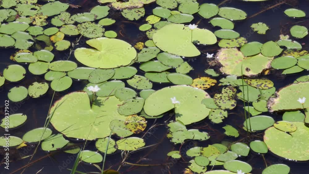 Lotus Leaves Floating on Pond Surface Lotus Leaves Floating on Pond Surface