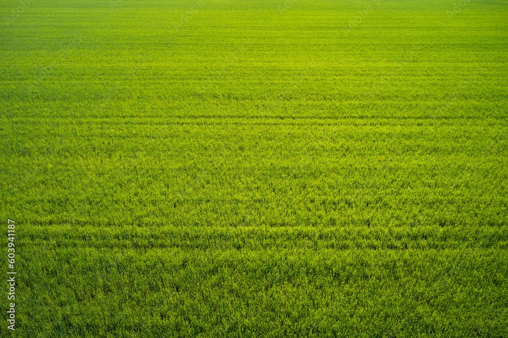 Aerial view of a grass plantation. Plantation green grass top view. Grass meadows top view.