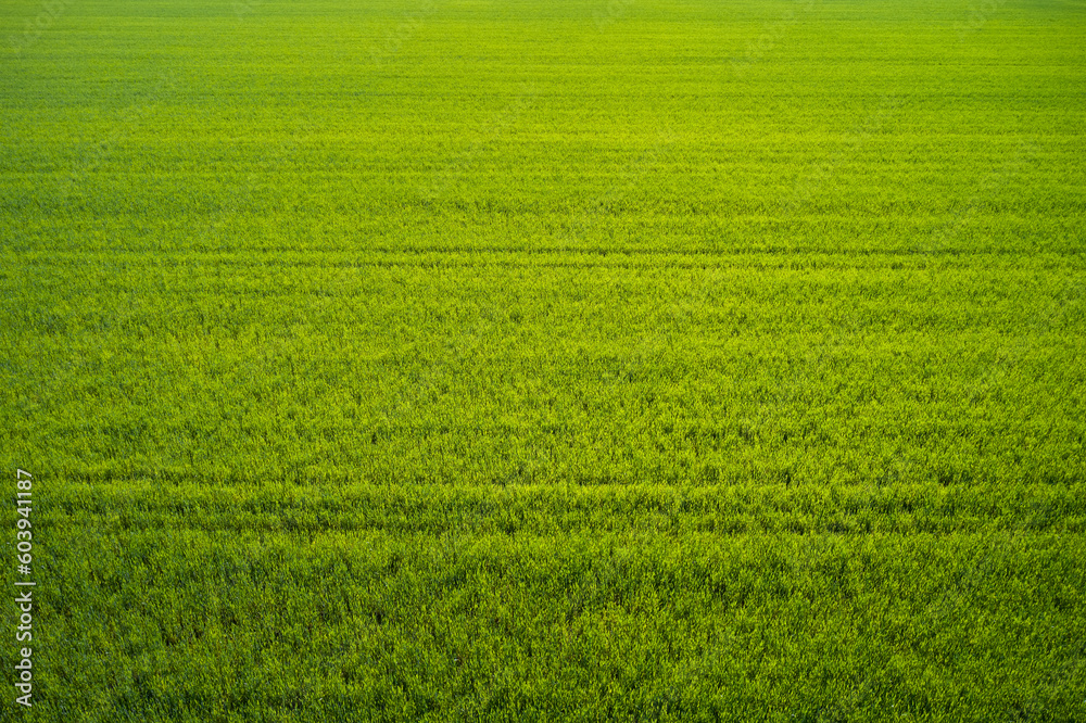 Aerial view of a grass plantation. Plantation green grass top view. Grass meadows top view. Aerial view of a grass plantation. Plantation green grass top view. Grass meadows top view.