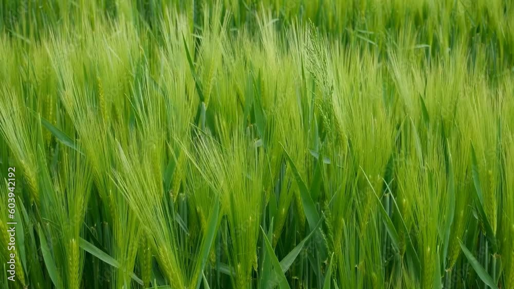 Early spring green wheat field. Young green wheat ears swaying in the breeze, cloudy day, no people, Europe Early spring green wheat field. Young green wheat ears swaying in the breeze, cloudy day, no people, Europe