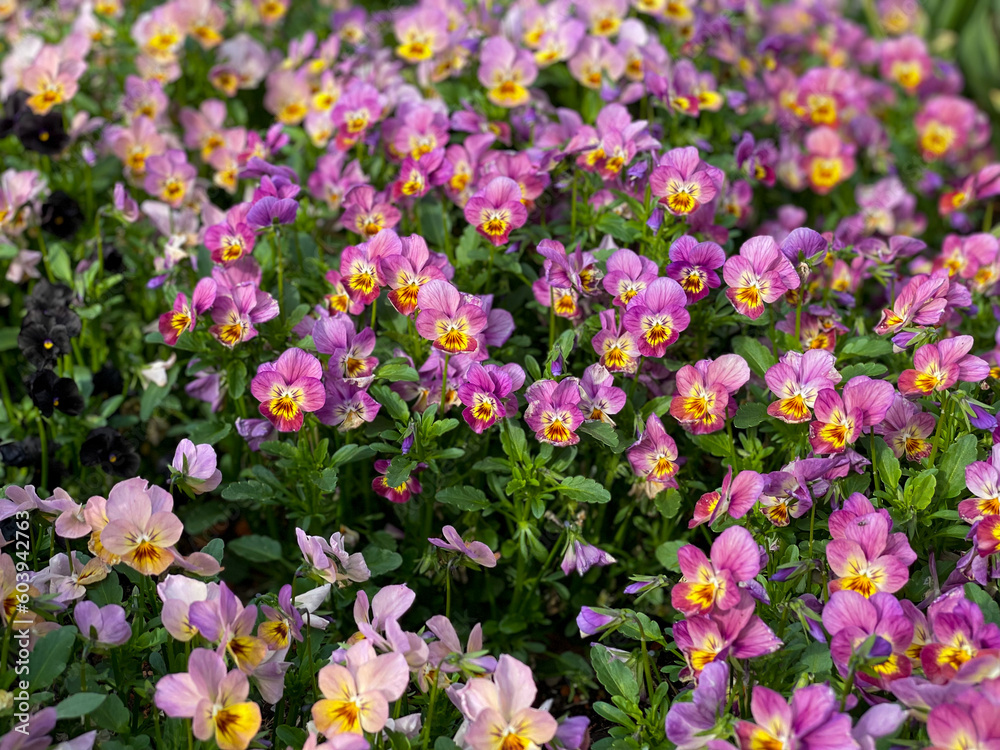 Beautiful pink purple blooming Viola Cornuta pansy flowers directly above view, floral wallpaper background with blooming pansies