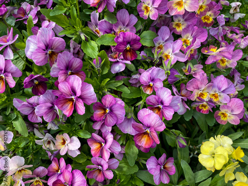 Beautiful pink purple blooming Viola Cornuta pansy flowers directly above view  floral wallpaper background with blooming pansies