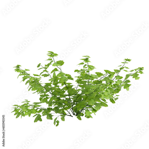 3d illustration of fern bush isolated on transparent background
