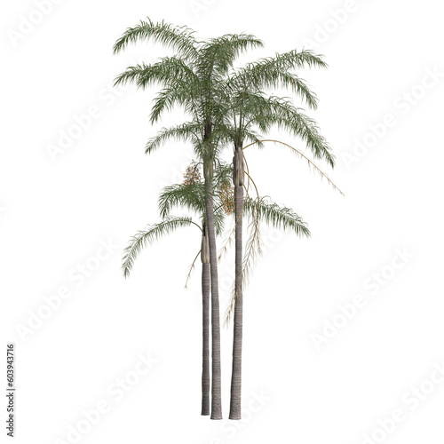 3d illustration of syagrus romanzoffian palm isolated on transparent background
