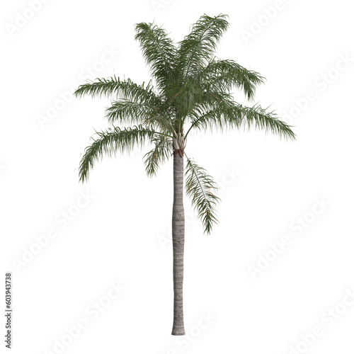 3d illustration of syagrus romanzoffian palm isolated on transparent background