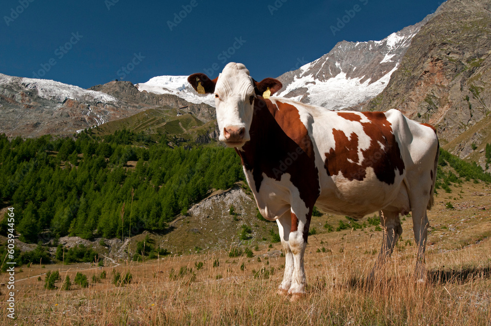 Saas Fee, canton Valais, Wallis, Switzerland, Europe - Swiss cow on high pastures, Simmental breed, Pennine Alps, looking into camera, Fee glacier in background