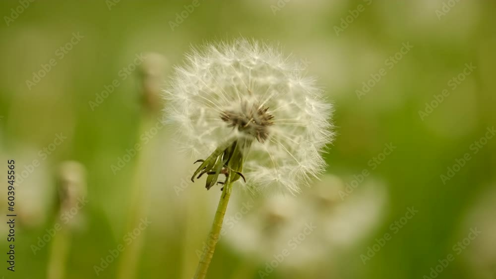 Dandelion close up. Beautiful spring nature Dandelion close up. Beautiful spring nature