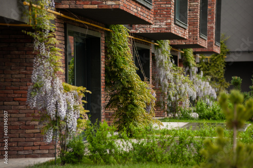 Ornamental plants in landscape design. English backyard. Modern buildings.