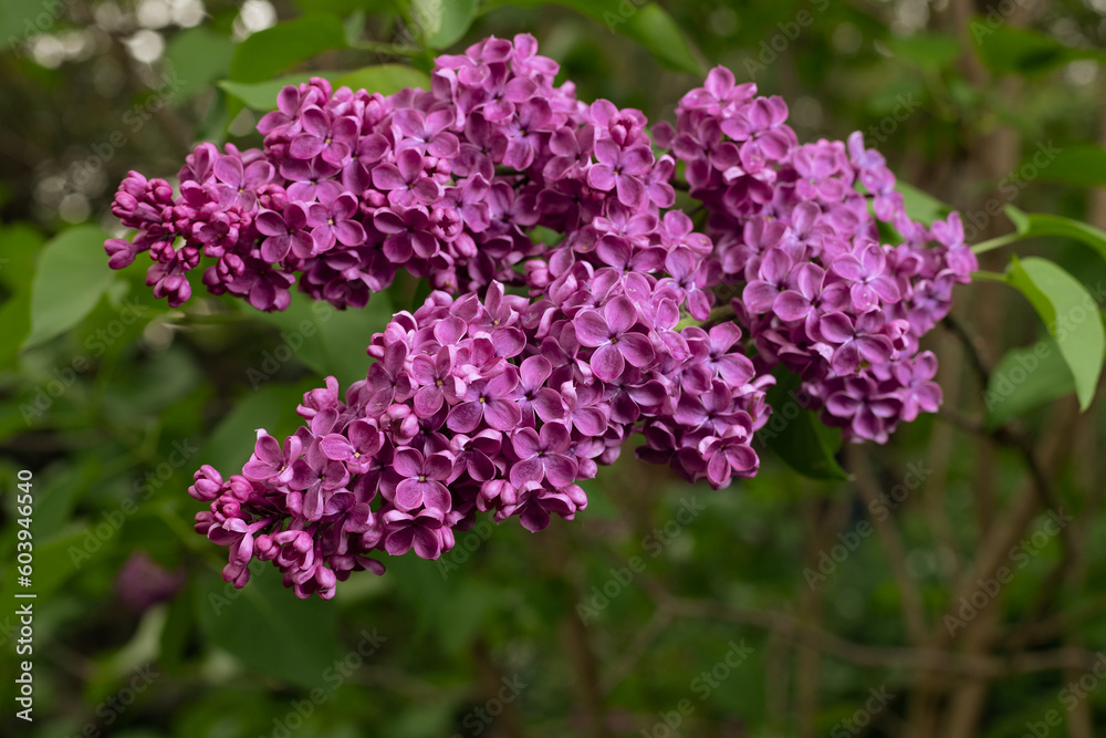Violet lilac flowers on a background of green leaves. May in the Polish garden. Flowering bushes.