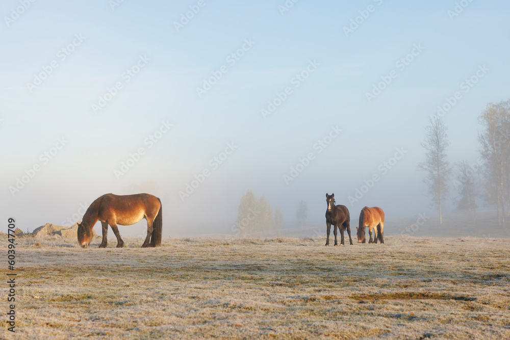 Horses grazing in field under fog Horses grazing in field under fog