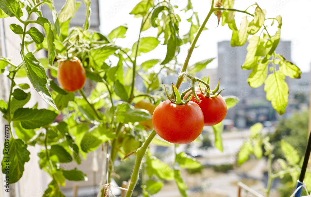Tomato grows in a greenhouse. Growing fresh vegetables in a greenhouse Tomato grows in a greenhouse. Growing fresh vegetables in a greenhouse