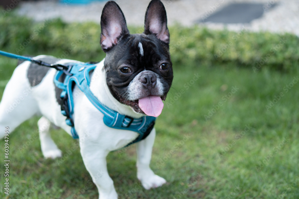 A cute black and white french bulldog with leash for going to running on the green grass.