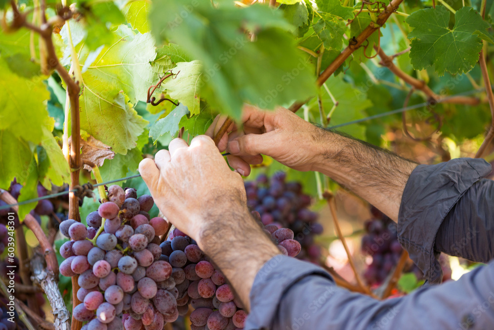 Close-up male hands picking bunch of red grapes