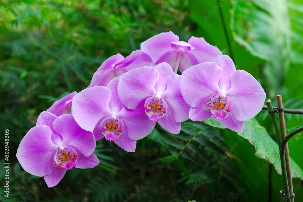 Nice big branch of orchid flowers blooming, close up macro nature Nice big branch of orchid flowers blooming, close up macro nature