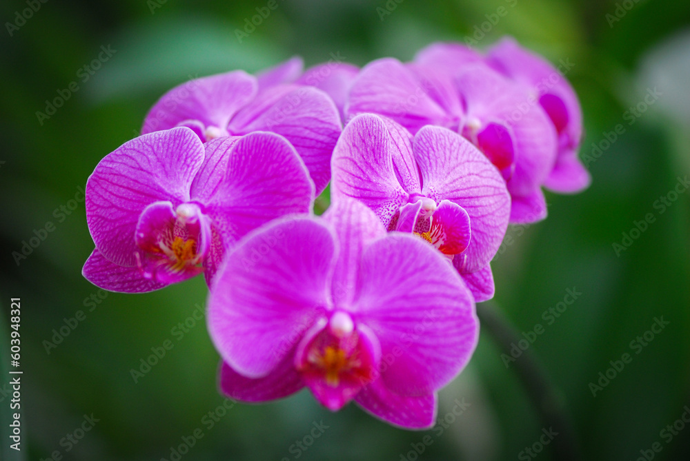 Nice big branch of orchid flowers blooming, close up macro nature