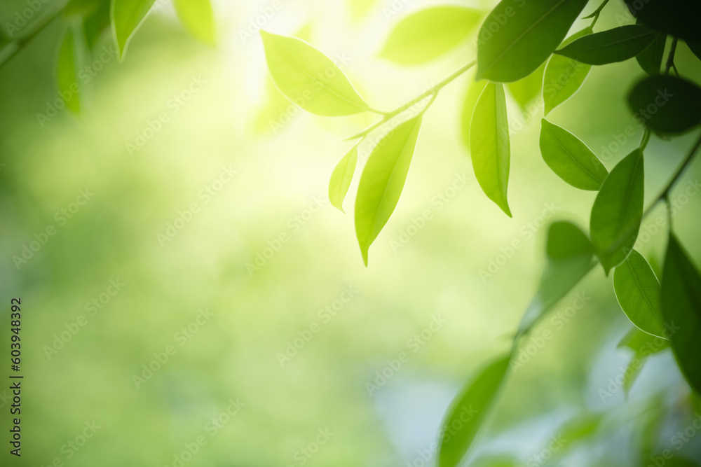 Nature of green leaf in garden at summer. Natural green leaves plants using as spring background cover page greenery environment ecology lime green wallpaper