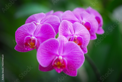 Nice big branch of orchid flowers blooming  close up macro nature