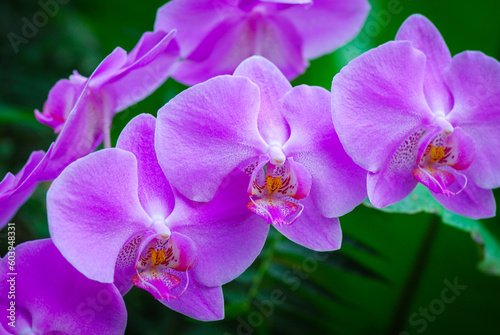 Nice big branch of orchid flowers blooming  close up macro nature