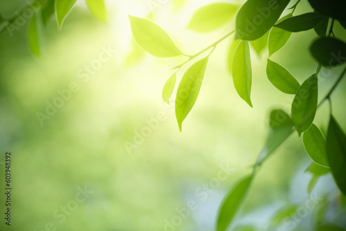 Nature of green leaf in garden at summer. Natural green leaves plants using as spring background cover page greenery environment ecology lime green wallpaper © Fahkamram