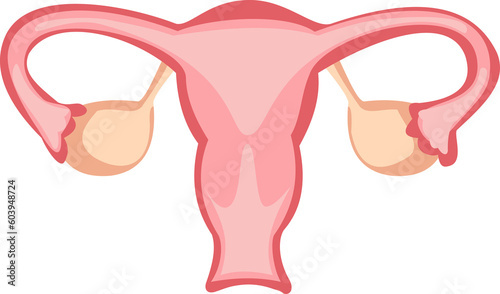 female reproduction system. uterus cartoon illustration