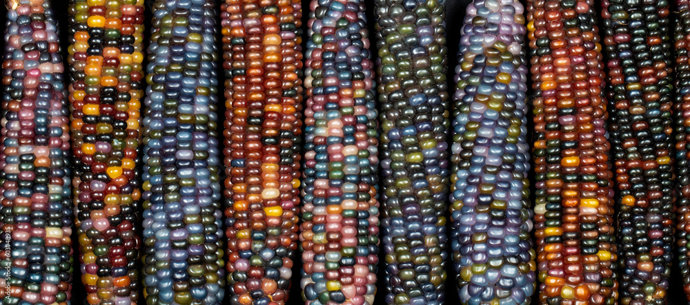 Glass Gem corn (botanically classified as Zea mays). This variety produces gorgeous multicoloured glass bead- or gem-like cobs.