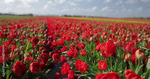 A field of red terry tulips. Close-up. Fields of tulips in Holland.