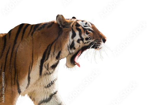 Obraz na płótnie Tiger roaring isolated on transparent white background