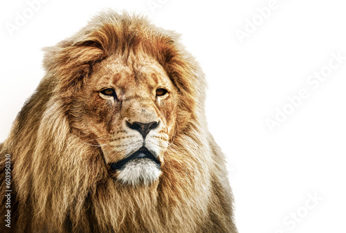 Fototapeta Naklejka Na Ścianę i Meble -  Lion isolated on transparent white background