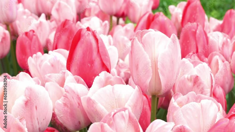 Vibrant pink coloured tulips flowers blooming in garden, heads swinging in slow wind, Tulip buds with selective focus. Natural landscape with spring flowers. World Tulip Day. Vibrant pink coloured tulips flowers blooming in garden, heads swinging in slow wind, Tulip buds with selective focus. Natural landscape with spring flowers. World Tulip Day.