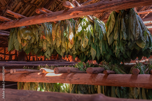 Organically grown tobacco drying in a barn in the Vinales region of Cuba