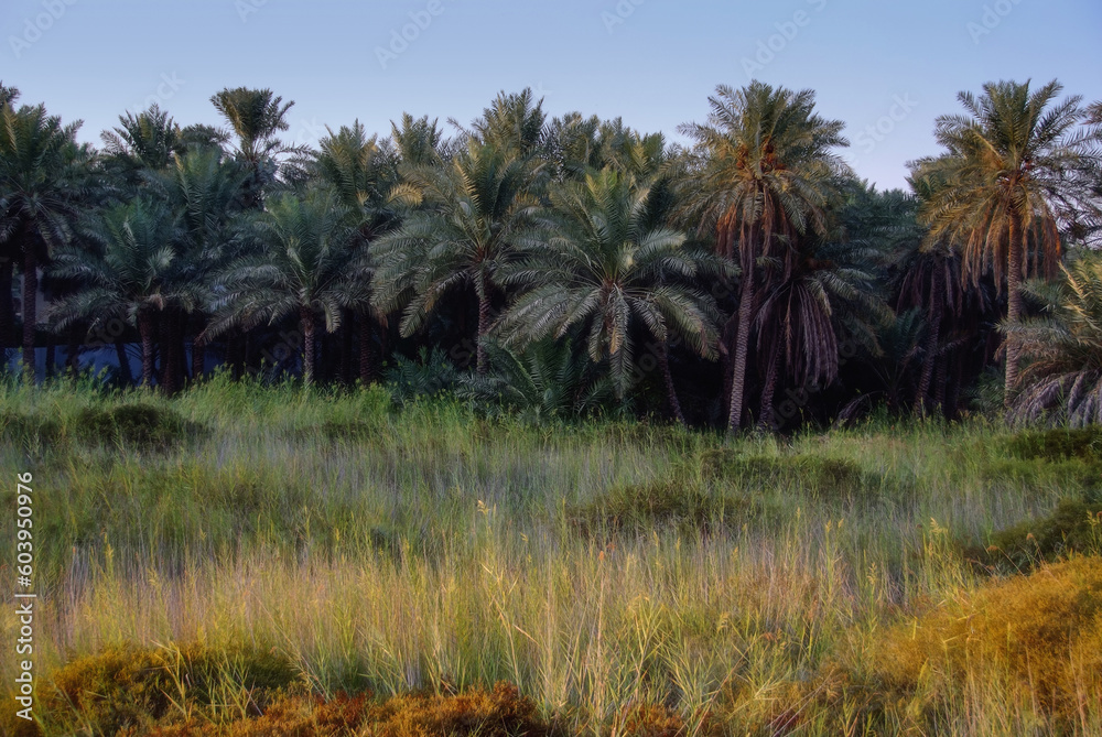 Beautiful palm plantations and green nature with sunlight shining on green trees
