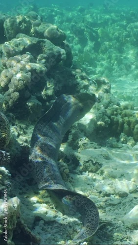 Vertical video, Slow motion, Giant moray eel (Gymnothorax javanicus) swims over top of shallow coral reef on bright sunny day in sunshine, Back view  photo