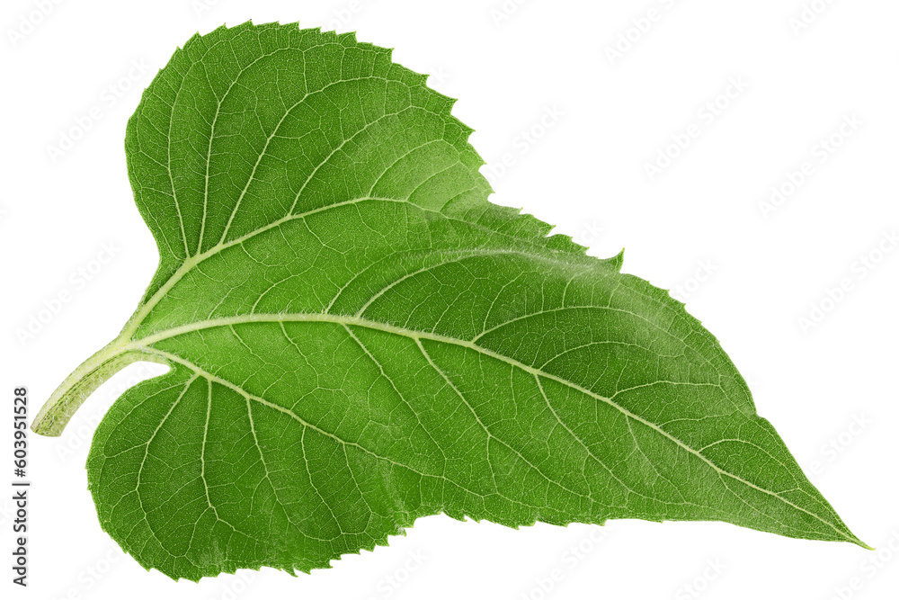 Sunflower leaves, isolated on white background, full depth of field Sunflower leaves, isolated on white background, full depth of field