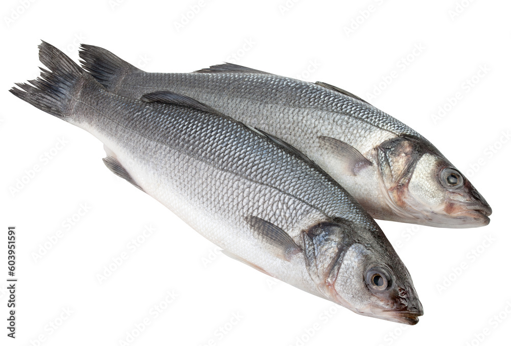 Seabass isolated on white background, full depth of field